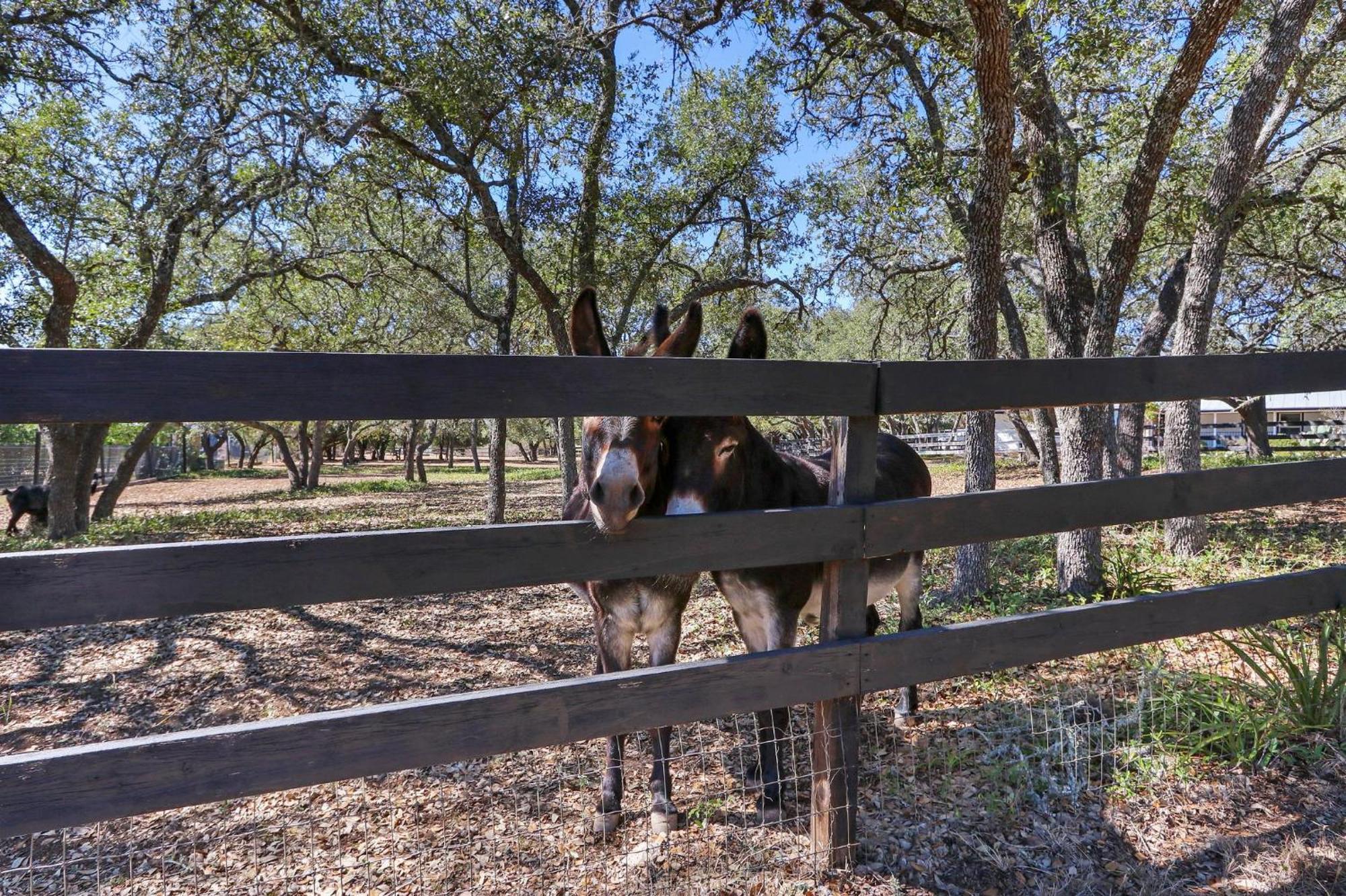 Red Donkey Cottage Wimberley Exterior foto